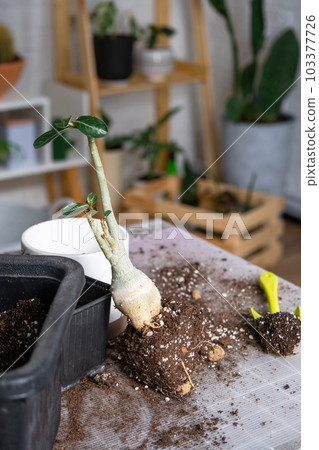 Repotting a home plant succulent adenium into new pot. Caring for a potted plant, layout on the table with soil, shovel 103377726