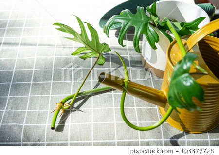 Layout on the table of a philodendron sprout with roots and equipment for planting domestic plants. Layout on the table of a philodendron sprout with roots and equipment for planting domestic plants. 103377728