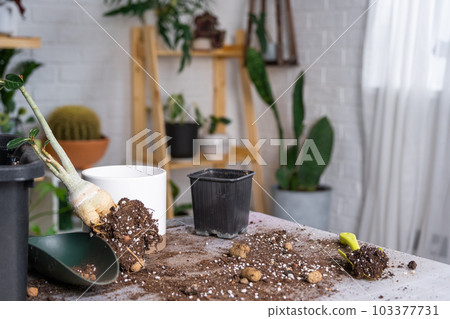Repotting a home plant succulent adenium into new pot. Caring for a potted plant, layout on the table with soil, shovel 103377731