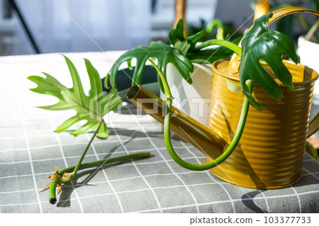 Layout on the table of a philodendron sprout with roots and equipment for planting domestic plants. 103377733