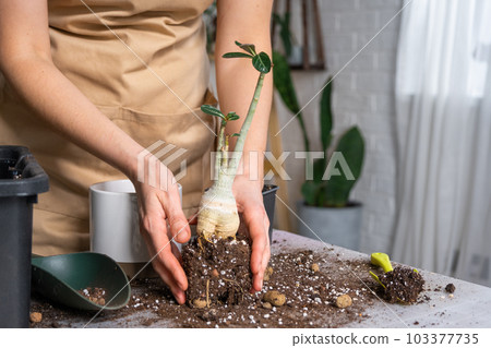 Repotting a home plant succulent adenium into new pot. Caring for a potted plant, layout on the table with soil, shovel, hands of woman in apron 103377735