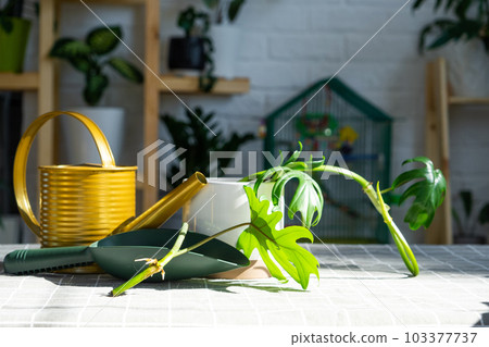 Layout on the table of a philodendron sprout with roots and equipment for planting domestic plants. 103377737