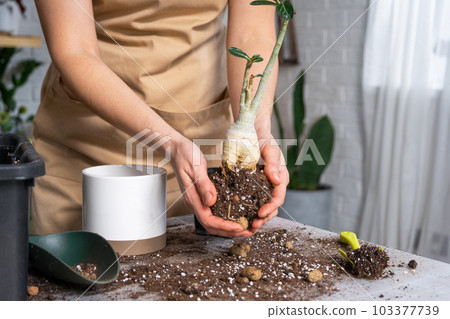 Repotting a home plant succulent adenium into new pot. Caring for a potted plant, layout on the table with soil, shovel, hands of woman in apron 103377739