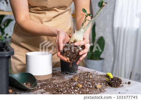 Repotting a home plant succulent adenium into new pot. Caring for a potted plant, layout on the table with soil, shovel, hands of woman in apron 103377745