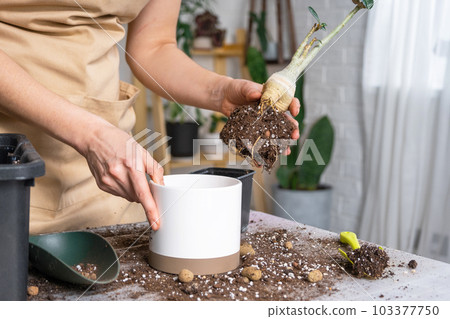 Repotting a home plant succulent adenium into new pot. Caring for a potted plant, layout on the table with soil, shovel, hands of woman in apron 103377750