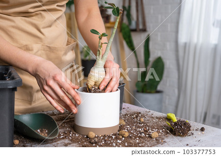Repotting a home plant succulent adenium into new pot. Caring for a potted plant, layout on the table with soil, shovel, hands of woman in apron 103377753