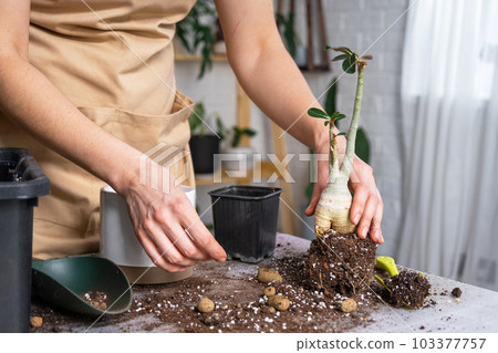 Repotting a home plant succulent adenium into new pot. Caring for a potted plant, layout on the table with soil, shovel, hands of woman in apron 103377757