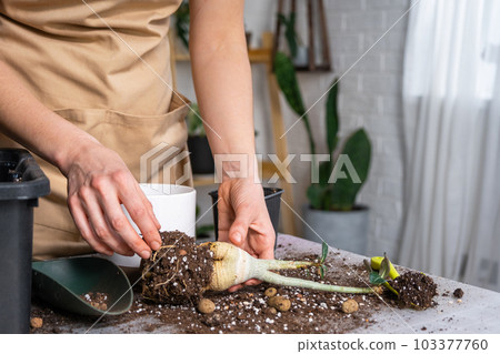 Repotting a home plant succulent adenium into new pot. Caring for a potted plant, layout on the table with soil, shovel, hands of woman in apron 103377760