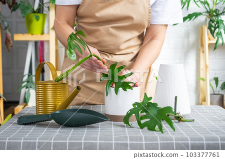 Woman in an apron holds a rooted stalk of the house plant philodendron mayo for planting in a white pot, mock up template. Planting and care, green house 103377761