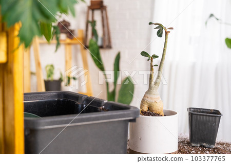 Repotting a home plant succulent adenium into new pot. Caring for a potted plant, layout on the table with soil, shovel 103377765