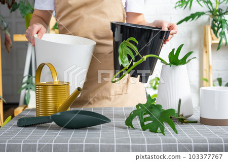 Woman in an apron holds a pot with a double bottom and automatic watering for planting rooted cuttings of the house plant philodendron mayo. Planting and care, green house. Mock up, drainage liner 103377767