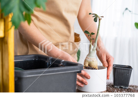 Repotting a home plant succulent adenium into new pot. Caring for a potted plant, layout on the table with soil, shovel, hands of woman in apron 103377768