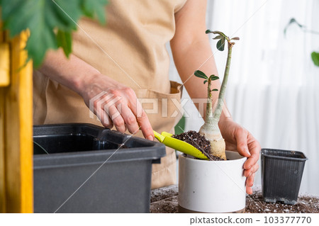 Repotting a home plant succulent adenium into new pot. Caring for a potted plant, layout on the table with soil, shovel, hands of woman in apron 103377770