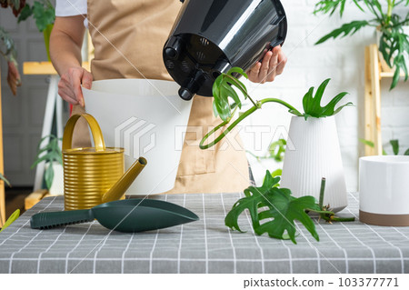 Woman in an apron holds a pot with a double bottom and automatic watering for planting rooted cuttings of the house plant philodendron mayo. Planting and care, green house. Mock up, drainage liner 103377771