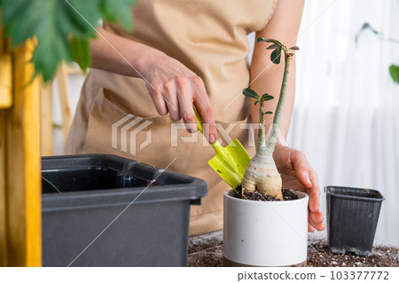 Repotting a home plant succulent adenium into new pot. Caring for a potted plant, layout on the table with soil, shovel, hands of woman in apron 103377772