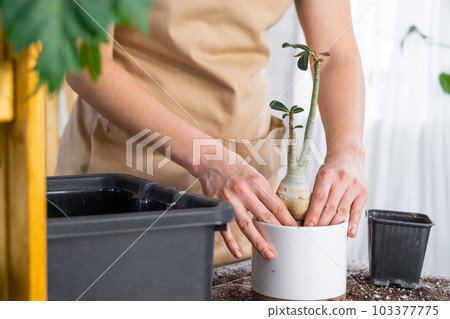 Repotting a home plant succulent adenium into new pot. Caring for a potted plant, layout on the table with soil, shovel, hands of woman in apron 103377775