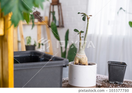 Repotting a home plant succulent adenium into new pot. Caring for a potted plant, layout on the table with soil, shovel 103377780