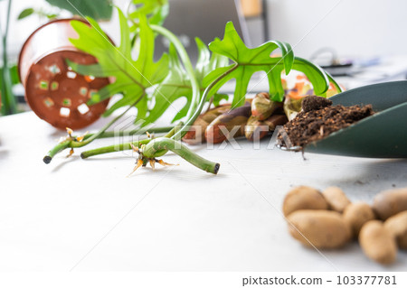 Layout on the table of a philodendron sprout with roots and equipment for planting domestic plants. 103377781
