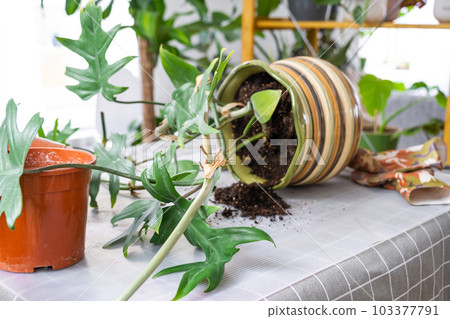 Repotting a home plant Philodendron into new pot in home interior. Caring for a potted plant, earthen lump with roots, layout of garden equipment on the table. 103377791