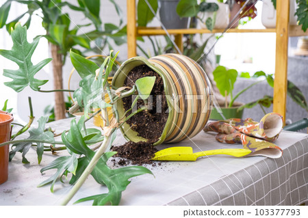 Repotting a home plant Philodendron into new pot in home interior. Caring for a potted plant, earthen lump with roots, layout of garden equipment on the table. 103377793