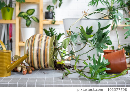 Repotting a home plant Philodendron into new pot in home interior. Caring for a potted plant, earthen lump with roots, layout of garden equipment on the table. Repotting a home plant Philodendron into new pot in home interior. Caring for a potted plant, earthen lump with roots, layout of garden equipment on the table. 103377798