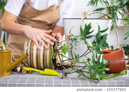Repotting a home plant Philodendron into new pot in home interior. Woman in an apron caring for a potted plant, earthen lump with roots 103377803
