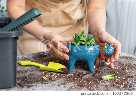 Repotting a home plant succulent haworthia into new pot in shape of cat. Caring for a potted plant, hands of a woman in an apron at home in the interior. 103377806