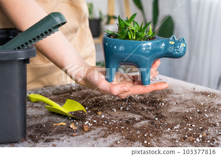 Repotting a home plant succulent haworthia into new pot in shape of cat. Caring for a potted plant, hands of a woman in an apron at home in the interior. 103377816
