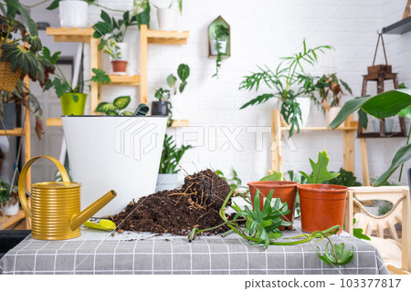 Repotting a home plant Philodendron into new pot in home interior. Caring for a potted plant, earthen lump with roots, layout of garden equipment on the table. 103377817