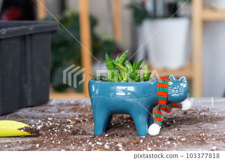 Repotting a home plant succulent haworthia into new pot in shape of cat. Caring for a potted plant, layout on the table with soil, cuttings, shovel 103377818