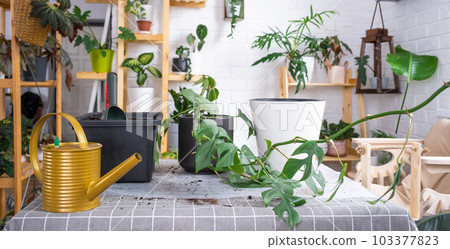 Repotting a home plant Philodendron into new pot in home interior. Caring for a potted plant, earthen lump with roots, layout of garden equipment on the table. 103377823