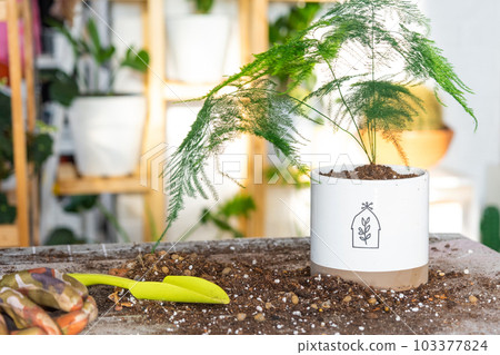 Replanting a home plant asparagus into a pot on a table with soil for transplanting. Caring for a potted plant, home plant growing. 103377824