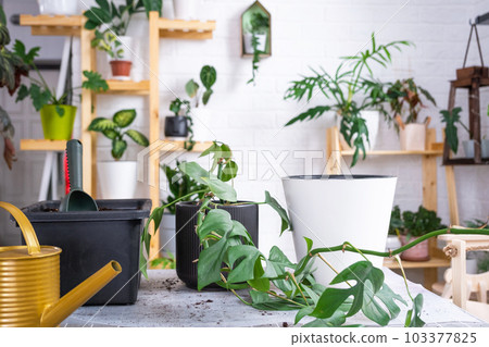 Repotting a home plant Philodendron into new pot in home interior. Caring for a potted plant, earthen lump with roots, layout of garden equipment on the table. 103377825