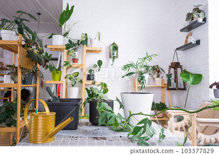 Repotting a home plant Philodendron into new pot in home interior. Caring for a potted plant, earthen lump with roots, layout of garden equipment on the table. Repotting a home plant Philodendron into new pot in home interior. Caring for a potted plant, earthen lump with roots, layout of garden equipment on the table. 103377829