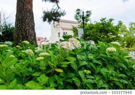 Flower Michi 103377948