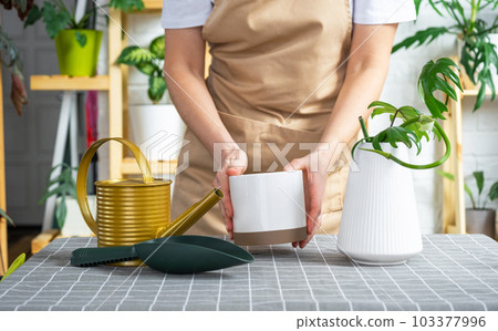 Woman in an apron holds a rooted stalk of the house plant philodendron mayo for planting in a white pot, mock up template. Planting and care, green house 103377996