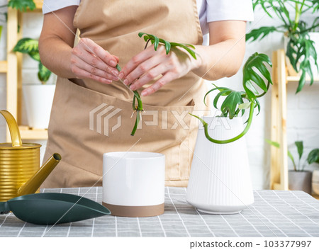 Woman in an apron holds a rooted stalk of the house plant philodendron mayo for planting in a white pot, mock up template. Planting and care, green house Woman in an apron holds a rooted stalk of the house plant philodendron mayo for planting in a white pot, mock up template. Planting and care, green house 103377997
