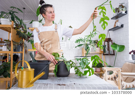 Woman in apron takes care of a long vine of the monstera minima rhaphidophora tetrasperma. Repotting home plant philodendron with a lump of roots into new bigger pot. Caring for potted plant 103378000