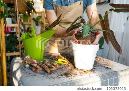 amaranth seeds for planting Amaranth ⁃ Organic Seed