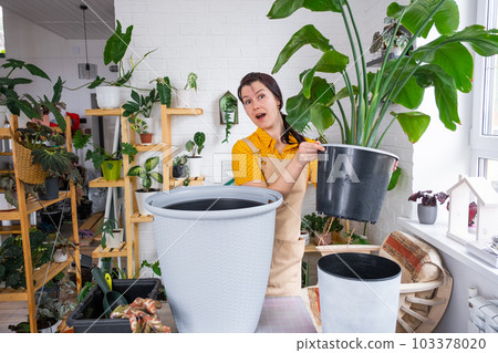 Repotting home plant strelitzia nicolai into new pot big basket in home interior. Woman in an apron surprised by the large size, Caring for a potted plant, strelitzia reginae 103378020