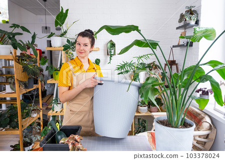 Repotting home plant strelitzia nicolai into new pot big basket in home interior. Woman in an apron surprised by the large size, Caring for a potted plant, strelitzia reginae 103378024