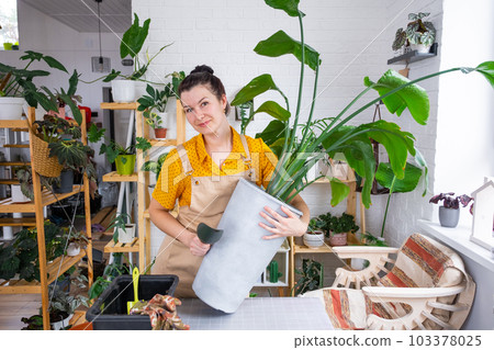 Repotting home plant strelitzia nicolai into new pot big basket, roots came out of pot through the bottom. Woman in an apron caring for a potted plant, strelitzia reginae 103378025