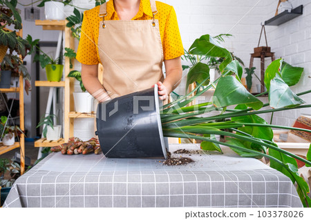 Repotting home plant strelitzia nicolai into new pot big basket, roots came out of pot through the bottom. Woman in an apron caring for a potted plant, strelitzia reginae 103378026