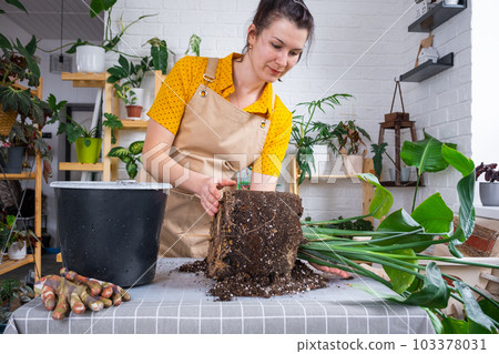 Repotting home plant strelitzia nicolai into new pot big basket, roots came out of pot through the bottom. Woman in an apron caring for a potted plant, strelitzia reginae 103378031