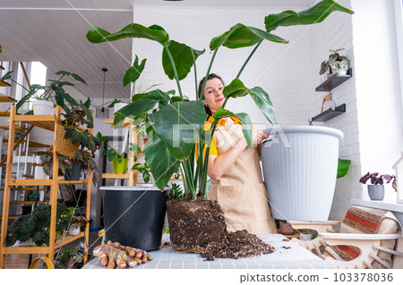 Repotting home plant strelitzia nicolai into new pot big basket in home interior. Woman in an apron surprised by the large size, Caring for a potted plant, strelitzia reginae 103378036