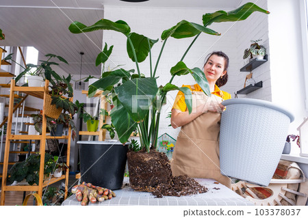 Repotting home plant strelitzia nicolai into new pot big basket in home interior. Woman in an apron surprised by the large size, Caring for a potted plant, strelitzia reginae 103378037