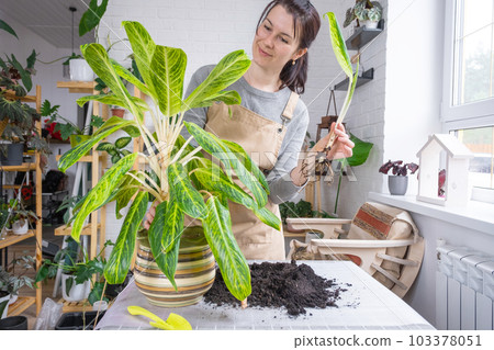 Repotting a home plant aglaonema into new pot in home interior. Woman in an apron separate baby from mother plant, vegetative reproduction 103378051