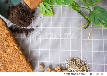 Ingredients for transplanting domestic plants, soil composition, drainage, coconut briquette and coconut chips, vermiculite and peat, a sprout of Adanson's monstera with roots on the table, top view Ingredients for transplanting domestic plants, soil composition, drainage, coconut briquette and coconut chips, vermiculite and peat, a sprout of Adanson's monstera with roots on the table, top view 103378100