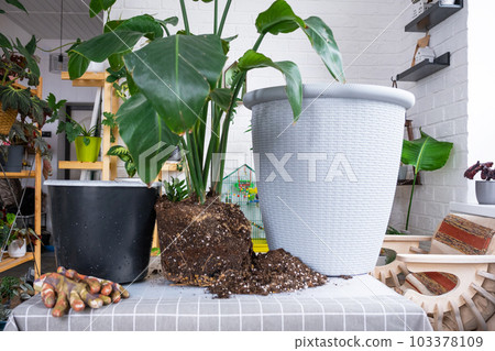 Repotting big home plant strelitzia nicolai into new pot in home interior. Caring for a potted plant, large size, strelitzia reginae 103378109