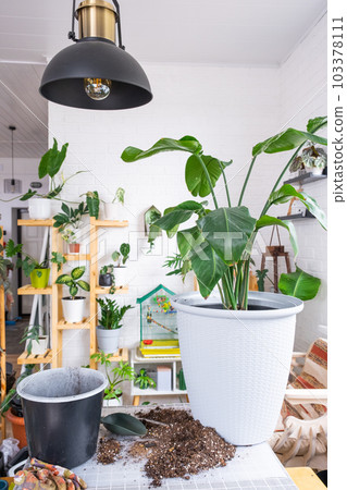 Repotting big home plant strelitzia nicolai... - Stock Photo [103378111] -  PIXTA